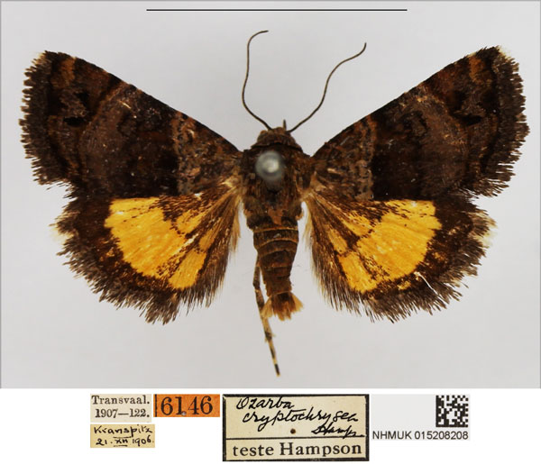 /filer/webapps/moths/media/images/C/cryptochrysea_Acontiola_AM_NHMUK.jpg