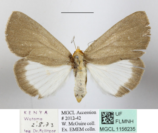 /filer/webapps/moths/media/images/C/cryptoleuca_Calesia_AF_MGCLa_02.JPG