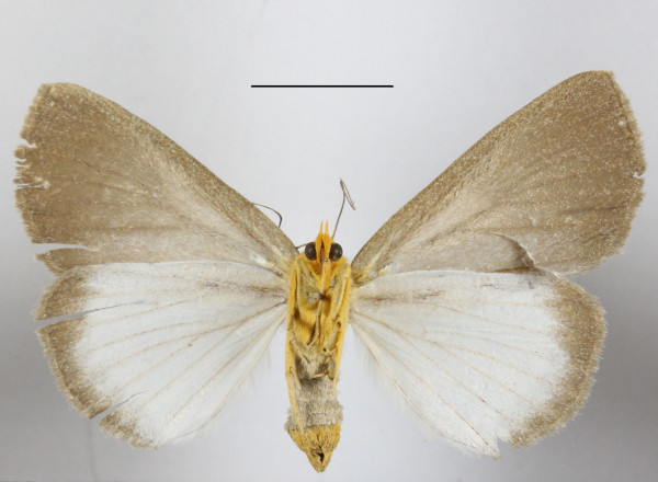 /filer/webapps/moths/media/images/C/cryptoleuca_Calesia_AF_MGCLb_02.JPG