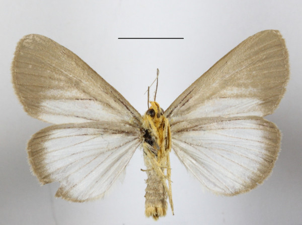 /filer/webapps/moths/media/images/C/cryptoleuca_Calesia_AM_MGCLb_01.JPG