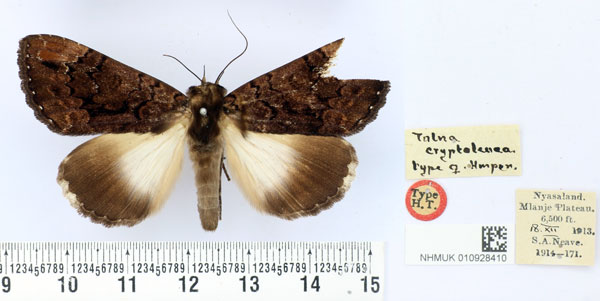 /filer/webapps/moths/media/images/C/cryptoleuca_Tolna_HT_BMNH.jpg