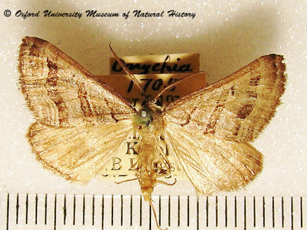 /filer/webapps/moths/media/images/C/cryptospilata_Scotopteryx_A_OUMNH_02.jpg