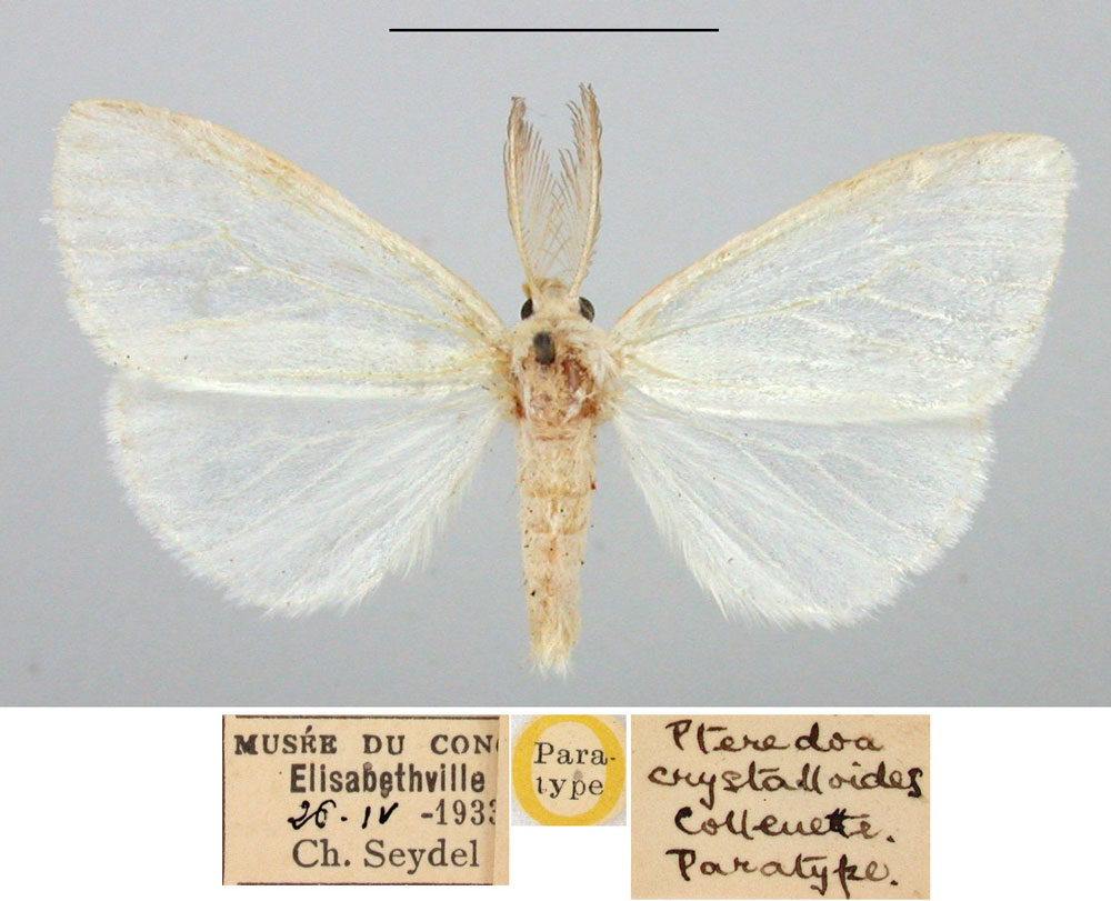 /filer/webapps/moths/media/images/C/crystalloides_Pterodoa_PTM_BMNH.jpg