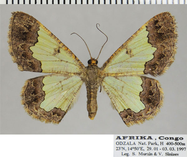 /filer/webapps/moths/media/images/C/crystallophana_Zamarada_AF_ZSM.jpg