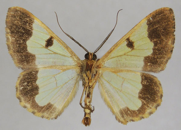 /filer/webapps/moths/media/images/C/crystallophana_Zamarada_AM_ZSMb.jpg