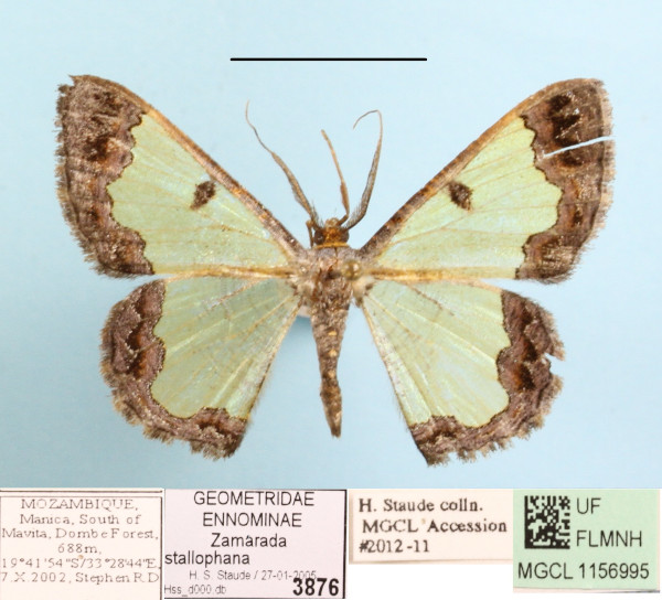 /filer/webapps/moths/media/images/C/crystallophana_Zamarada_A_MGCL_01.JPG