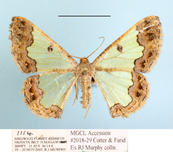 /filer/webapps/moths/media/images/C/crystallophana_Zamarada_A_MGCL_02.JPG
