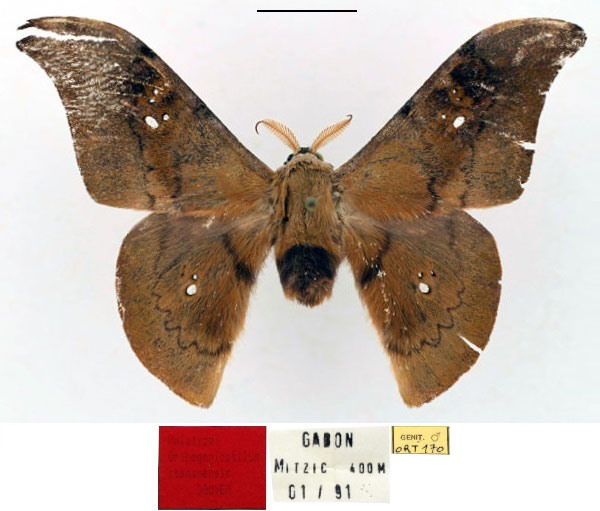 /filer/webapps/moths/media/images/C/csomaense_Orthogonioptilum_HT_RBINS_01.jpg