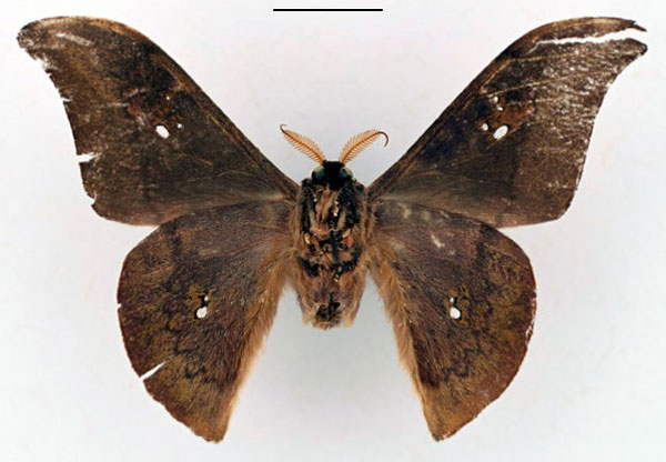 /filer/webapps/moths/media/images/C/csomaense_Orthogonioptilum_HT_RBINS_02.jpg