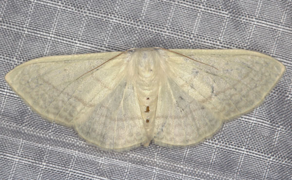 /filer/webapps/moths/media/images/C/ctenophora_Somatina_AF_Heyns_01.jpg