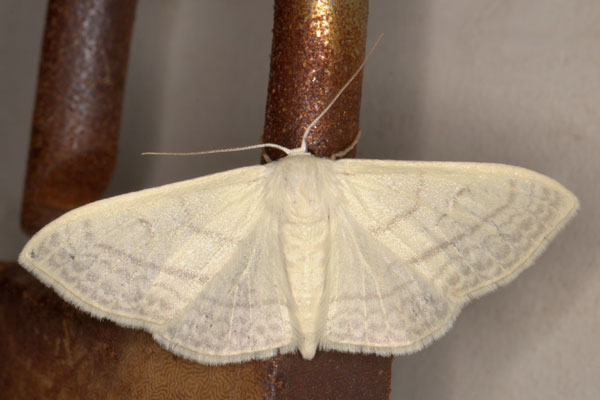 /filer/webapps/moths/media/images/C/ctenophora_Somatina_AF_Heyns_02.jpg