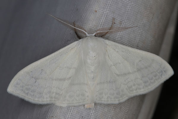 /filer/webapps/moths/media/images/C/ctenophora_Somatina_AM_Heyns_02.jpg