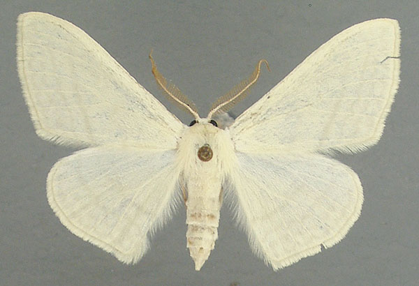 /filer/webapps/moths/media/images/C/ctenophora_Somatina_AM_TMSA.jpg