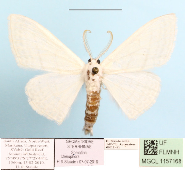 /filer/webapps/moths/media/images/C/ctenophora_Somatina_A_MGCL_01.JPG