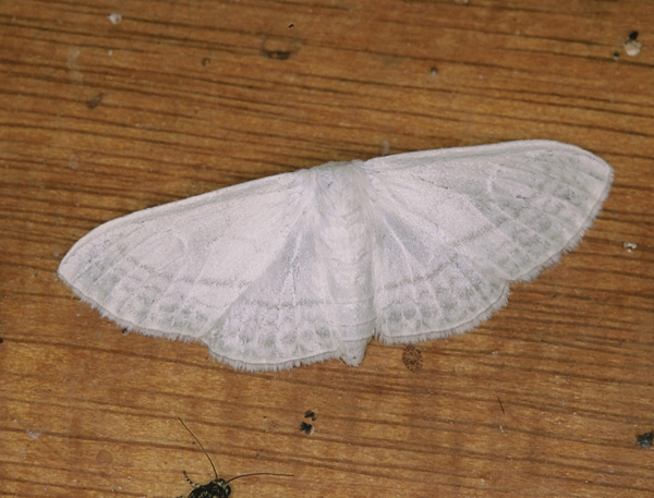 /filer/webapps/moths/media/images/C/ctenophora_Somatina_A_Roland_11.jpg