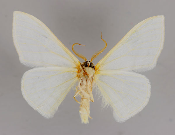 /filer/webapps/moths/media/images/C/ctenophora_Somatina_A_ZSM_02.jpg