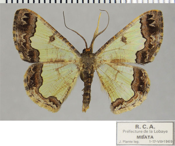 /filer/webapps/moths/media/images/C/cucharita_Zamarada_AF_ZSM.jpg