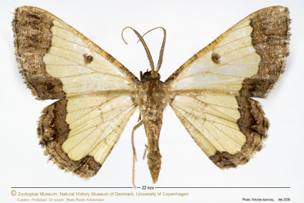 /filer/webapps/moths/media/images/C/cucharita_Zamarada_AM_ZMUC.jpg