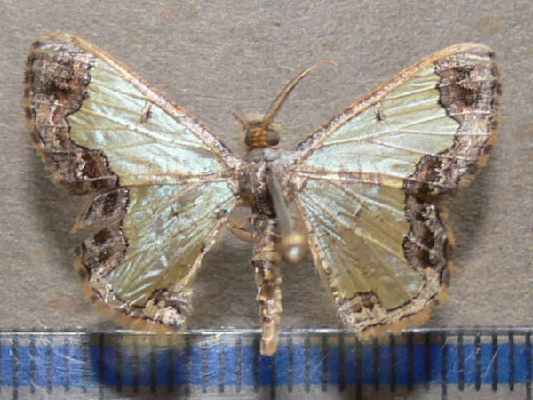 /filer/webapps/moths/media/images/C/cucharita_Zamarada_A_Goff.jpg