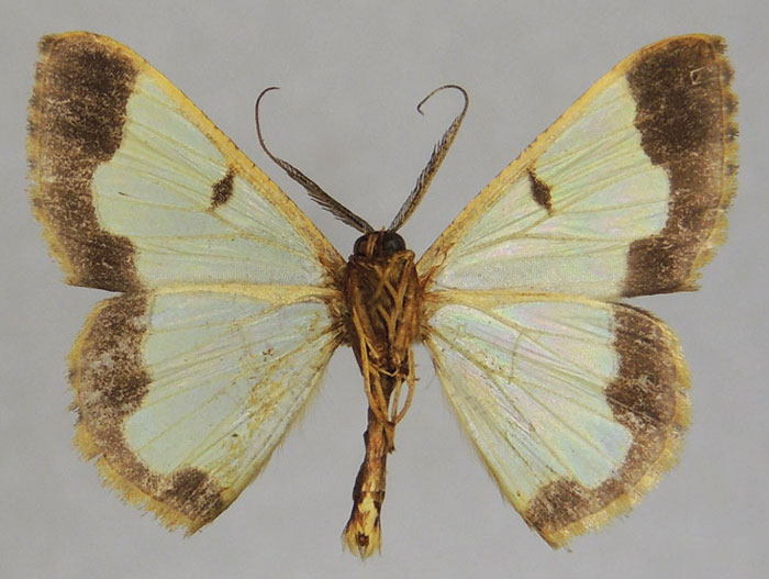 /filer/webapps/moths/media/images/C/cucharita_Zamarada_PTM_ZSMb.jpg