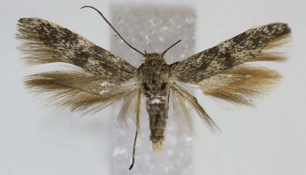 /filer/webapps/moths/media/images/C/cucullella_Scythris_PT_Bengtsson.jpg