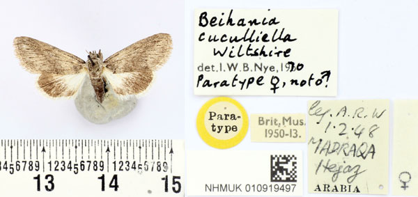 /filer/webapps/moths/media/images/C/cuculliella_Beihania_PTF_BMNH.jpg