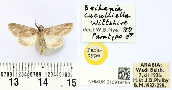 /filer/webapps/moths/media/images/C/cuculliella_Beihania_PTM_BMNH.jpg
