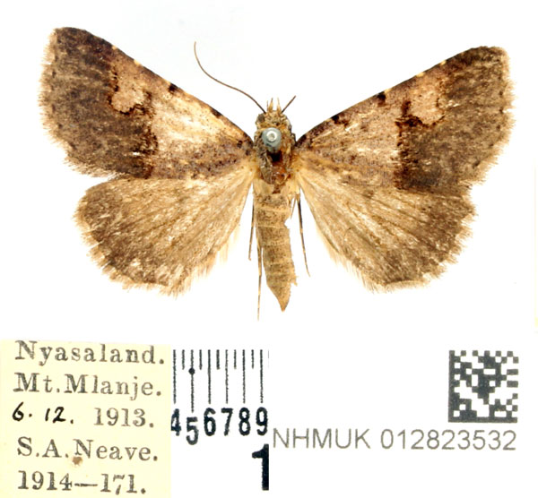/filer/webapps/moths/media/images/C/culminifera_Baniana_AF_BMNH.jpg