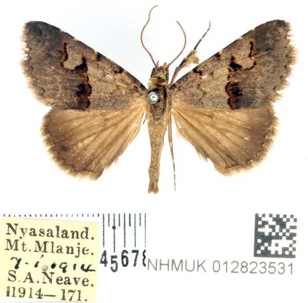 /filer/webapps/moths/media/images/C/culminifera_Baniana_AM_BMNH.jpg