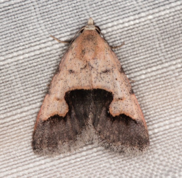 /filer/webapps/moths/media/images/C/culminifera_Baniana_A_Heyns_01.jpg