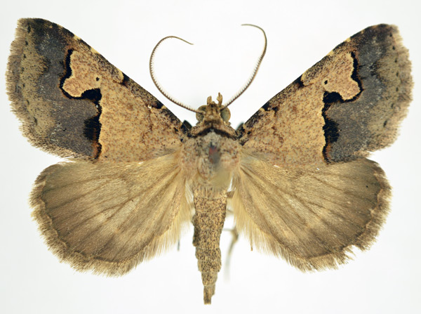 /filer/webapps/moths/media/images/C/culminifera_Baniana_A_NHMO.jpg
