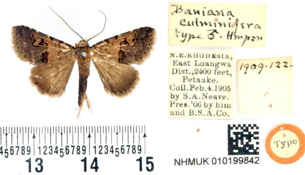/filer/webapps/moths/media/images/C/culminifera_Baniana_HT_BMNH.jpg