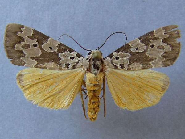 /filer/webapps/moths/media/images/C/culta_Sommeria_A_Baron_01.jpg
