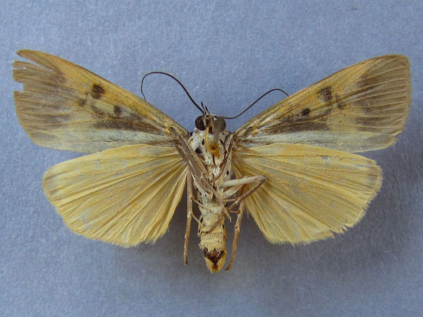 /filer/webapps/moths/media/images/C/culta_Sommeria_A_Baron_02.jpg