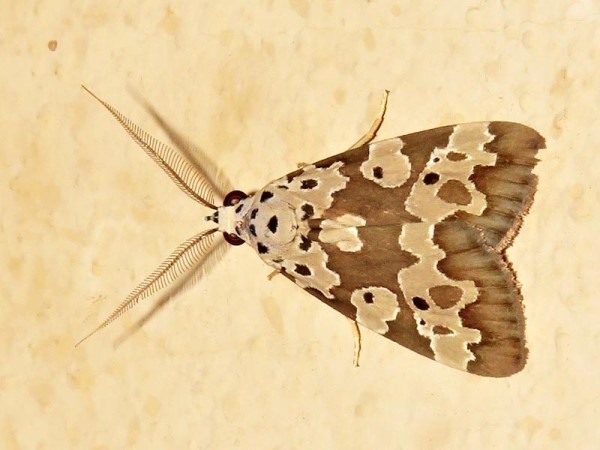 /filer/webapps/moths/media/images/C/culta_Sommeria_A_Braun.jpg