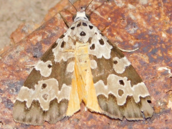 /filer/webapps/moths/media/images/C/culta_Sommeria_A_Grobler.jpg
