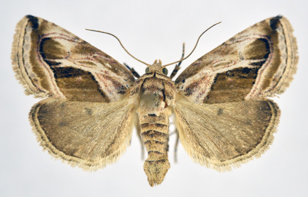 /filer/webapps/moths/media/images/C/cumalinea_Eustrotia_AM_NHMO.jpg