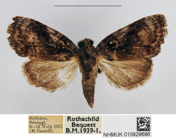 /filer/webapps/moths/media/images/C/cumasia_Selepa_AF_NHMUK.jpg