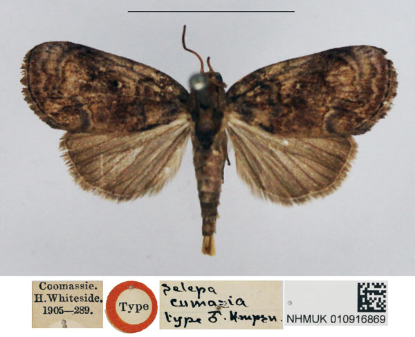 /filer/webapps/moths/media/images/C/cumasia_Selepa_HT_NHMUK.jpg