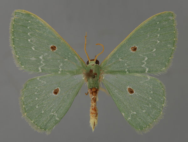 /filer/webapps/moths/media/images/C/cumatilis_Lophostola_A_ZSM_01.jpg