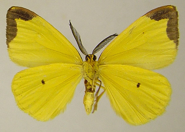 /filer/webapps/moths/media/images/C/cunea_Hylemera_AM_ZSMb.jpg