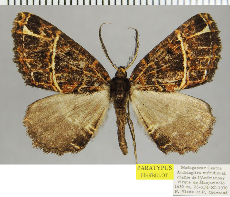 /filer/webapps/moths/media/images/C/cuneata_Darisodes_PTM_ZSMa.jpg