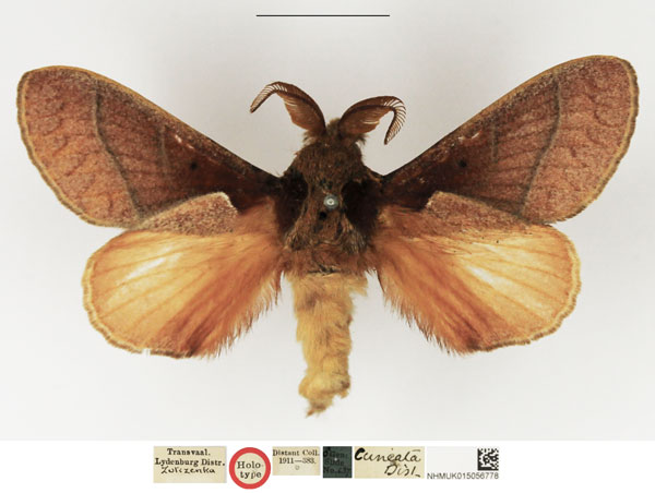 /filer/webapps/moths/media/images/C/cuneata_Dendrolimus_HT_NHMUK.jpg