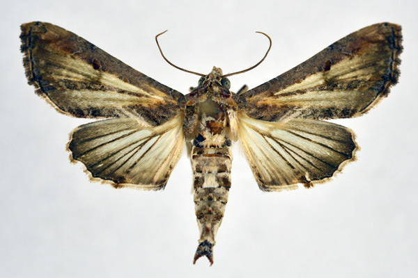 /filer/webapps/moths/media/images/C/cuneata_Marathyssa_AM_NHMO.jpg