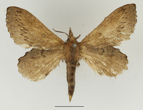 /filer/webapps/moths/media/images/C/cuneata_Rhinobombyx_AF_Basquin.jpg