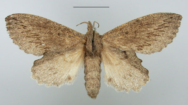 /filer/webapps/moths/media/images/C/cuneata_Rhinobombyx_AF_TMSA_01.jpg