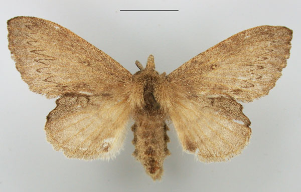 /filer/webapps/moths/media/images/C/cuneata_Rhinobombyx_AF_TMSA_02.jpg