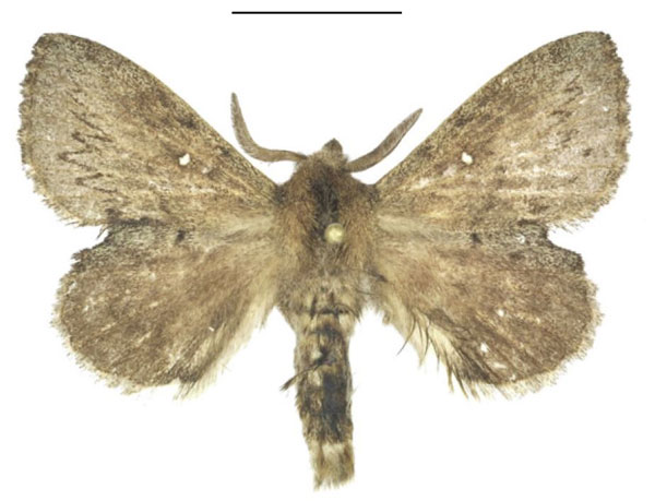 /filer/webapps/moths/media/images/C/cuneata_Rhinobombyx_AM_ANHRT.jpg