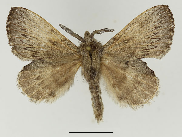 /filer/webapps/moths/media/images/C/cuneata_Rhinobombyx_AM_Basquin_01.jpg