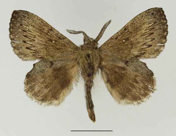 /filer/webapps/moths/media/images/C/cuneata_Rhinobombyx_AM_Basquin_02.jpg